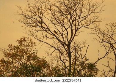 Rovaniemi Sunset Silhouette – Bird Perched on Bare Tree in Koivusaari at Dusk, Finland - Powered by Shutterstock