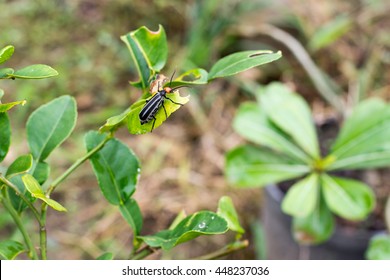 Rove Beetle