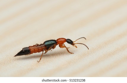 Rove Beetle