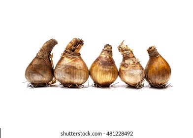a row of 5 daffodil bulbs on a white background