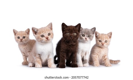 Row of 5 various colored British Shorthair cat kittens, standing and sitting together. All facing camera. Isolated on on white background. - Shutterstock ID 2057077742