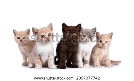 Row of 5 various colored British Shorthair cat kittens, standing and sitting together. All facing camera. Isolated on on white background.