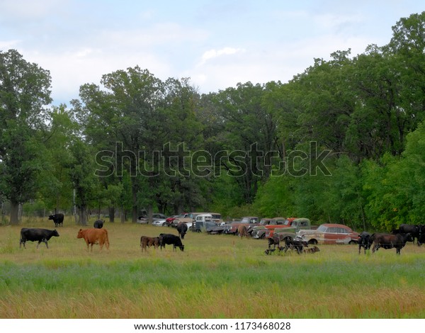 Row of abandoned rusty old cars and grazing\
cattle in field in northern\
Minnesota