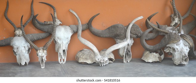 Row Of Animal Skulls