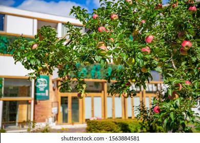 The Row Of Apple Trees In Iida, Nagano, Japan.