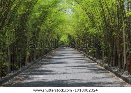 a row of bamboo trees on the side of the road