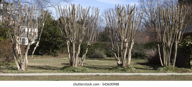 Row of bare Virginia crepe / crape myrtle trees in winter. Horizontal.