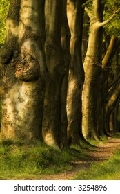 row of beach trees