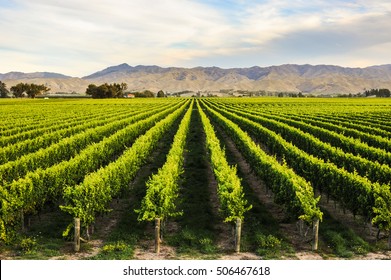 Row Of Beautiful Grape Yard Before Sunset With Mountain In Blenheim, New Zealand