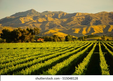 Row Of Beautiful Grape Yard Before Sunset With Mountain In Blenheim, New Zealand