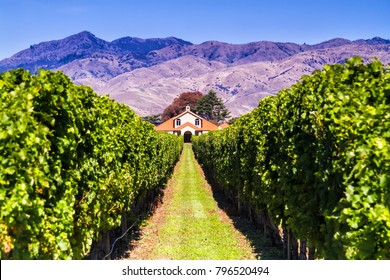 Row Of Beautiful Grape Yard Before Sunset With Mountain In Blenheim, New Zealand