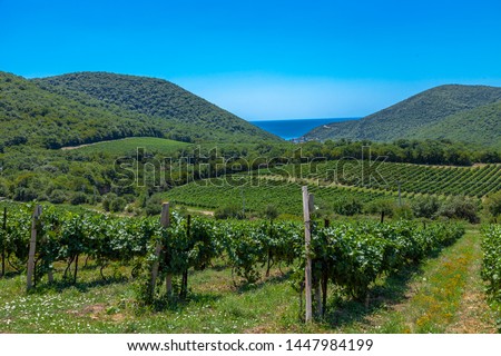 Row of beautiful grape yard in sunny summer day with mountains and sea on the background. Abrau Durso, Russia