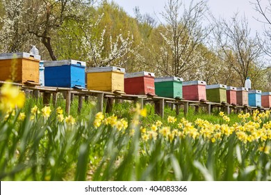 A row of bee hives in a field of flowers with an orchard behind