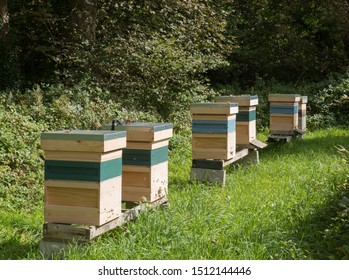 Row Of Beehives For The Native Black Honeybee (Apies Melifera)  In The Village Of Godolphin In Rural Cornwall, England, UK