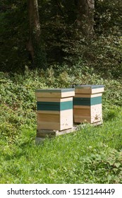 Row Of Beehives For The Native Black Honeybee (Apies Melifera)  In The Village Of Godolphin In Rural Cornwall, England, UK