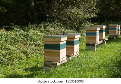 Row Of Beehives For The Native Black Honeybee (Apies Melifera)  In The Village Of Godolphin In Rural Cornwall, England, UK