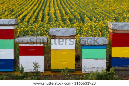 A row of beehives in sunflower field
