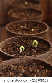 Row of biodegradable starter pots with bean seedlings in organic potting soil.  Selective focus limited to seedling with water droplet.