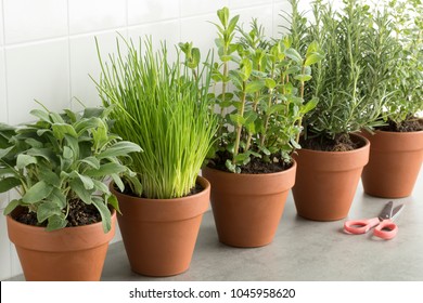 Row Of Brown Terracotta Pots With Fresh Green Kitchen Herbs, Sage,mint,rosemary,oregano And Chives