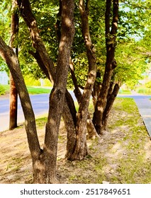 Row of brown trees with split trunks surrounded by a road, green and yellow grass, and green leaves