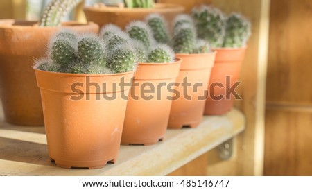 row of cactus pots on wood shelf in house with sunlight