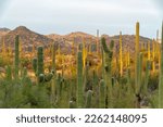 Row of cactuses in shadows in the great outdoors of tuscon arizona wilderness with late afternoon sun on mountains. Background hills in the sonora desert in sabino national park for recreation.
