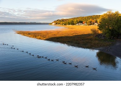 Row of Canada geese swimming in the Cap-Rouge bay during a fall golden hour morning, Quebec City, Quebec, Canada
