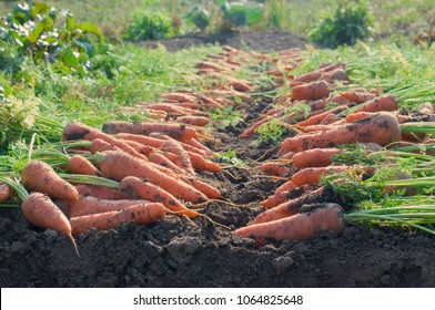 A row of carrots on the ground in the garden