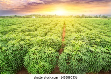row of cassava tree in field. Growing cassava, young shoots growing. The cassava is the tropical food plant,it is a cash crop in Thailand. This is the landscape of cassava plantation in the Thailand.
