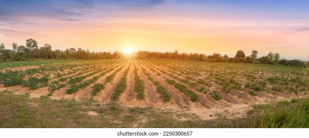 row of cassava tree in field. Growing cassava, young shoots growing. The cassava is the tropical food plant,it is a cash crop in Thailand. This is the landscape of cassava plantation in the Thailand. - Shutterstock ID 2250300657