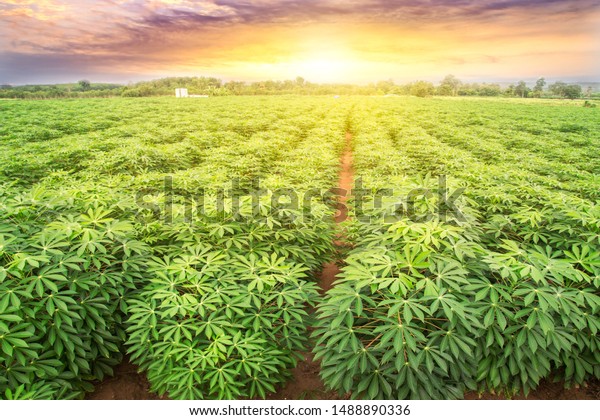 row of cassava tree in field. Growing cassava,\
young shoots growing. The cassava is the tropical food plant,it is\
a cash crop in Thailand. This is the landscape of cassava\
plantation in the Thailand.