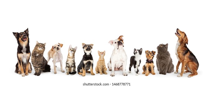 Row of cats and dogs sitting looking up into blank white web banner 