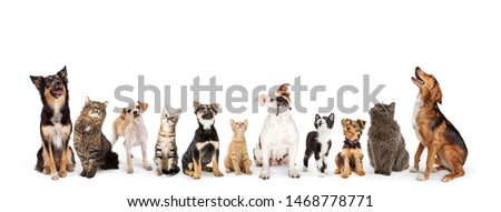 Row of cats and dogs sitting looking up into blank white web banner 