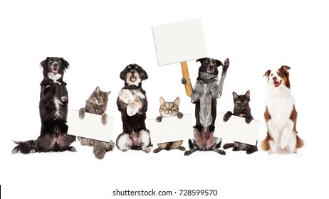 Row Of Cats And Dogs Together Sitting Up And Holding Blank Signs To Text Onto