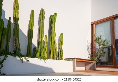 Row of Cereus sp. ‘Fairy Castle’ cactus plant with wooden bench and glass sliding door on white cement wall in porch area of vintage house