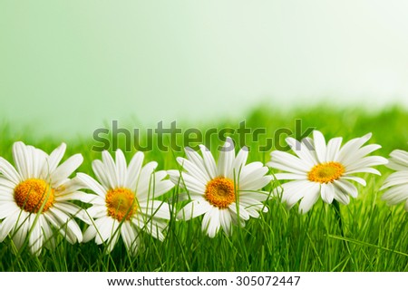 Row of chamomiles in spring grass close up
