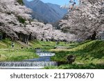 The row of Cherry Trees along the Kannonji-gawa River.Inawashiro,Fukushima,Japan.Late April.