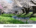The row of cherry trees along the Kannonji-gawa river.Inawashiro,Fukushima,Japan.Late April.