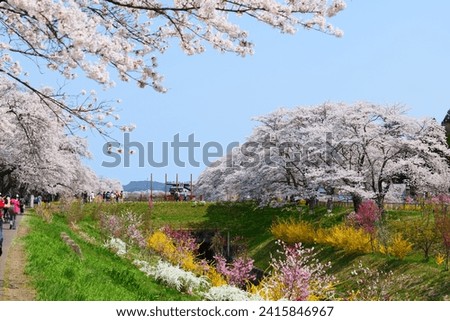 The row of cherry trees along the Shiroishigawa River.Early April.Ogawara,Miyagi,Japan.