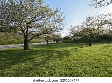 A row of Cherry Trees in Brookside Park in Cleveland, Ohio