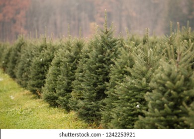 Row of Christmas Pine Trees at Christmas Tree Farm
