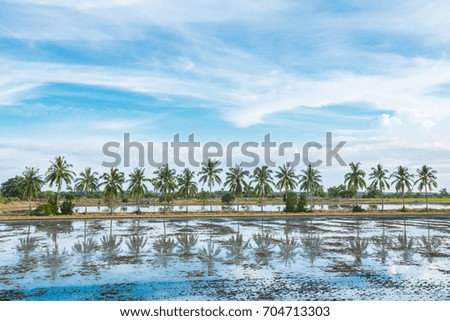 Row of coconut tree reflect on water and blue sky background