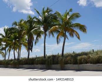 Row Of Coconut Trees Along S Roosevelt Boulevard, Key West, Florida.