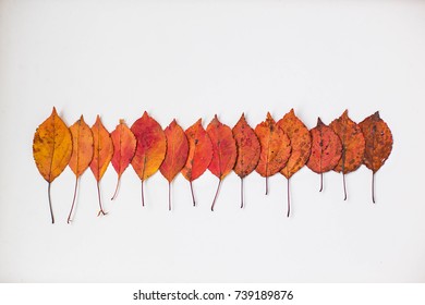 Row colorful leaves the white background  Autumn background