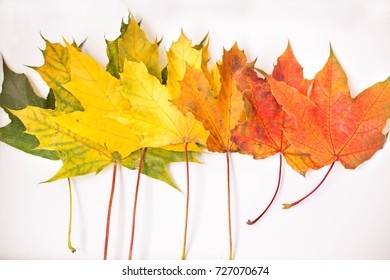 Row colorful maple leaves the white background  Autumn background 