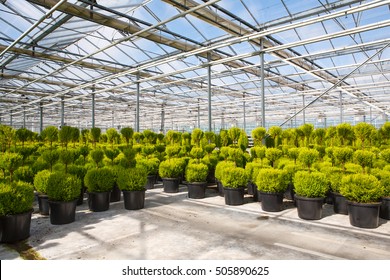 row of coniferous trees in greenhouse