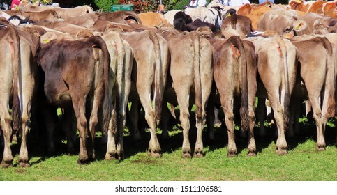 
a row of cows from behind