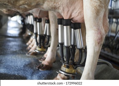 row of cows being milked