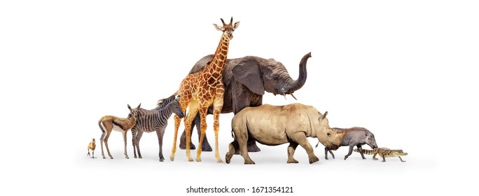 Row Of Cute Baby Zoo Safari Animals Walking To Side Together Over White Background Web Banner