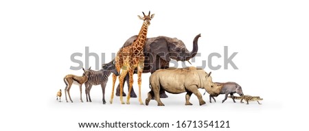 Row of cute baby zoo safari animals walking to side together over white background web banner